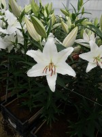 [5283 Nova Zenbla 2L No02.JPG]